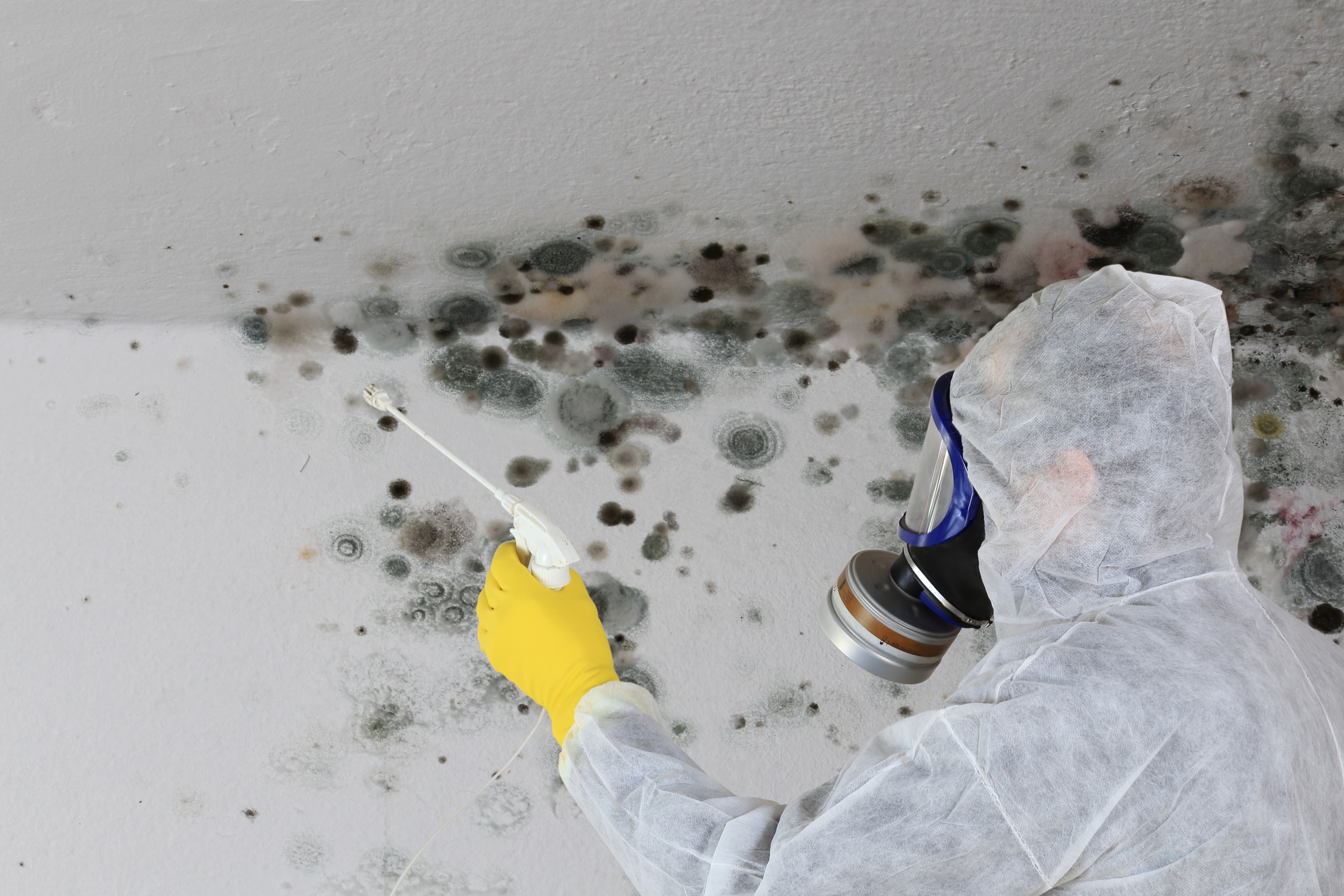 Moisture & Mould Assessment